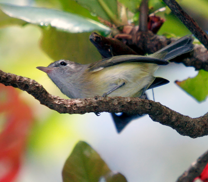 Puerto Rico Wildlife: Alfredo Colón | Puerto Rican Vireo, Bien-te-veo