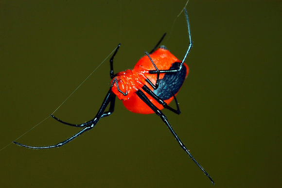 Tetragnathid Spider