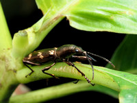 Weevil, Brentus volvulus