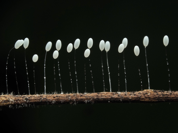 Eggs of a Lacewing