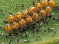 Parasitoid Wasp Hatching