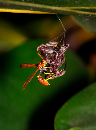 Wasp Feeding on Spider