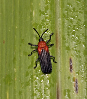 Chrysomelidae, Chalepus sanguinicollis