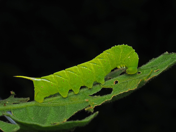 A sphingid Caterpillar