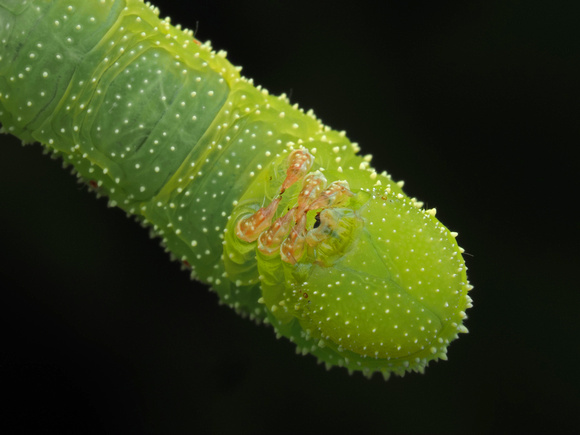 A sphingid Caterpillar