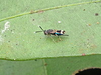 Chalcidoidea