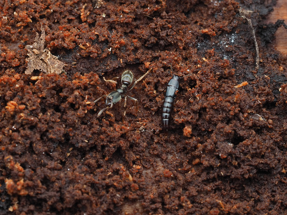 Ant and Rove Beetle