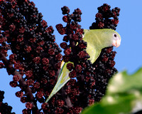 White-winged Parakeet, Perico Aliblanco