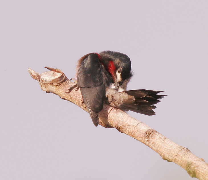 Puerto Rico Wildlife: Alfredo Colón | Puerto Rican Woodpecker ...