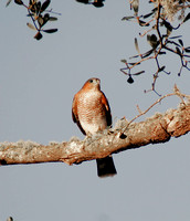 Sharp-shinned Hawk, Gavilán de Sierra