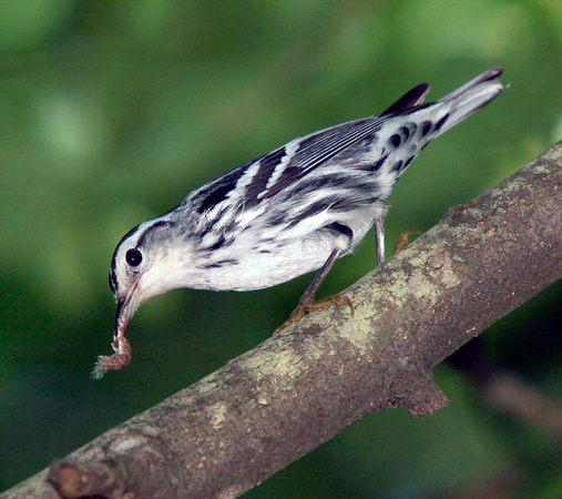 Black-and-White Warbler, Reinita Trepadora
