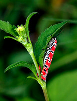 Diurnal Moth