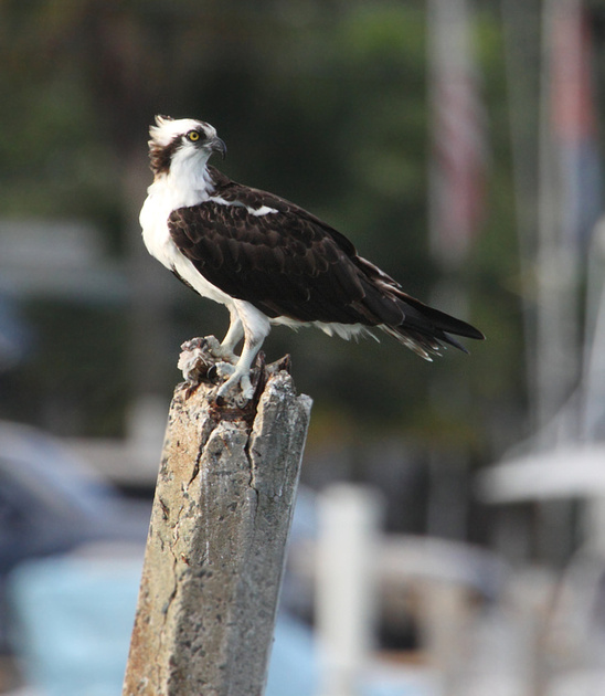 Puerto Rico Wildlife: Alfredo Colón | Osprey, Aguila Pescadora