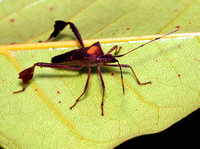 Leaf-footed Bugs,  Leptoglossus phyllopus