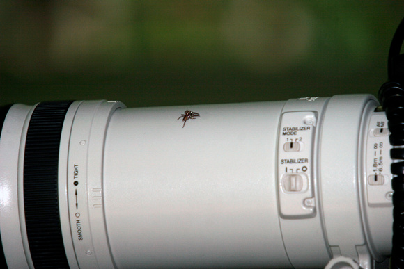 Jumping Spider on Canon 100-400 mm lens