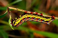 Caterpillar of the Sphynxid Moth