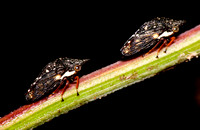 Leafhoppers
