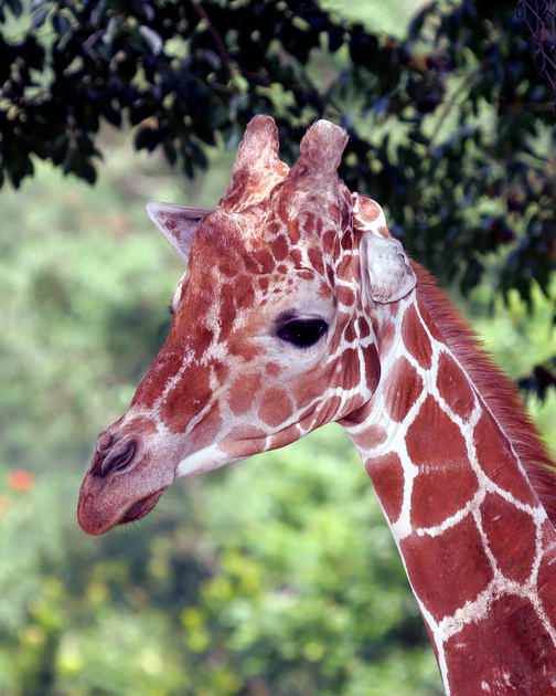 Puerto Rico Wildlife Alfredo Colón Captive Domesticated Or Zoo