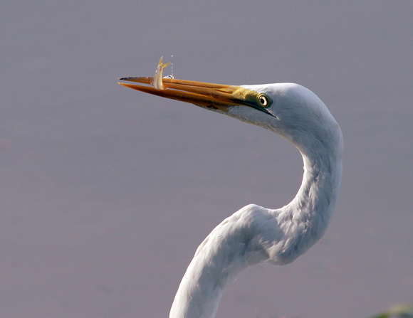 Great Egret, Garza Real