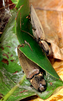 Coleoptera: Elateridae/Cucubanos