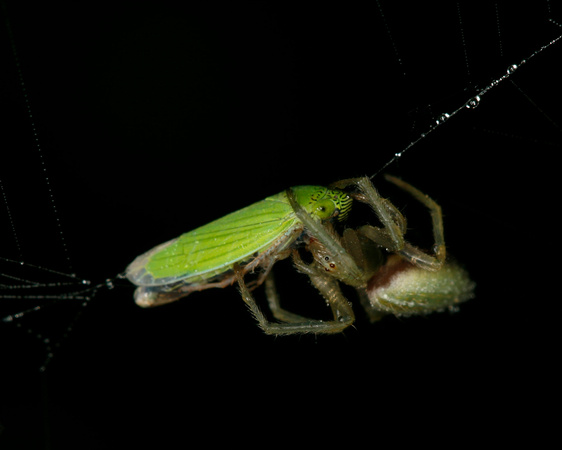 Spider Feeding on Leafhopper