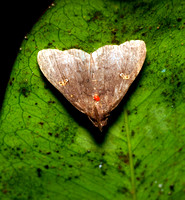 Moth with Red Mite