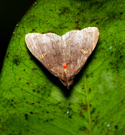 Moth with Red Mite