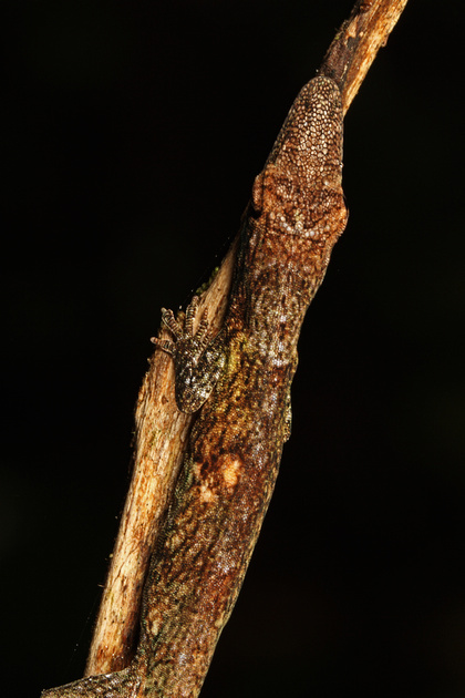 Puerto Rico Wildlife: Alfredo Colón | Anolis occultus, Puerto Rican ...