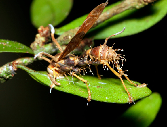 Infected Wasp