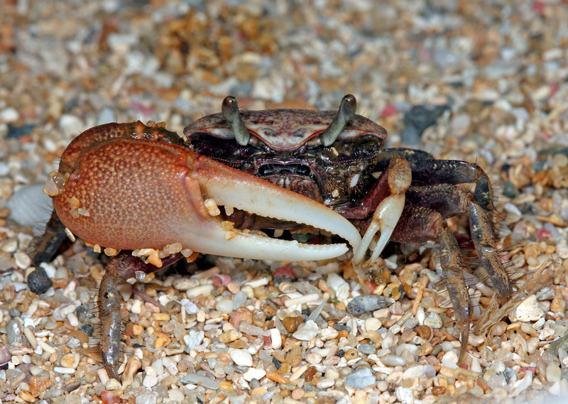 Puerto Rico Wildlife: Alfredo Colón | Crabs | Fiddler Crab