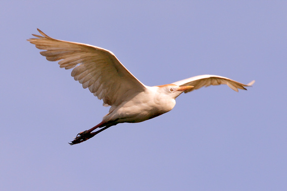 Cattle Egret, Garza Ganadera