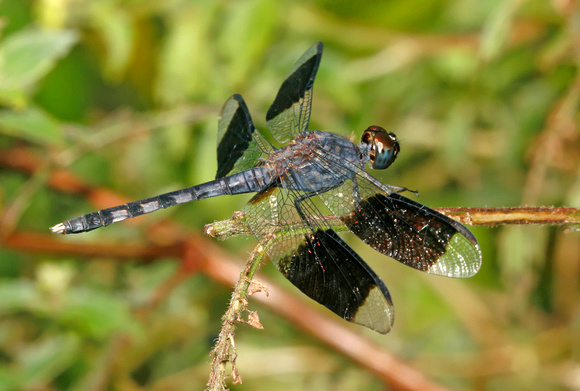 Dragonfly Band-winged Dragonlet