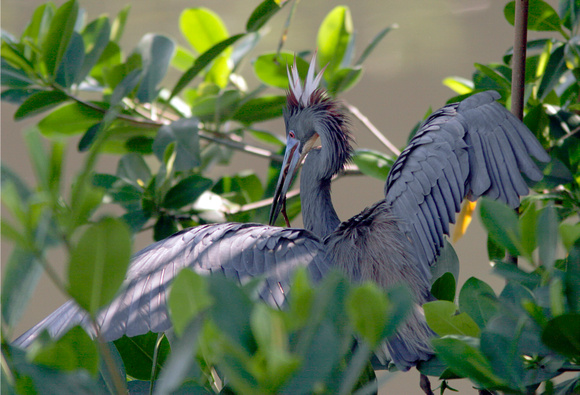 Tri-colored Heron in Breeding Colors, Garza Pechiblanca con colores de apareamiento