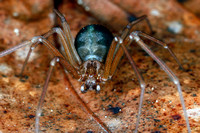 Recluse spider