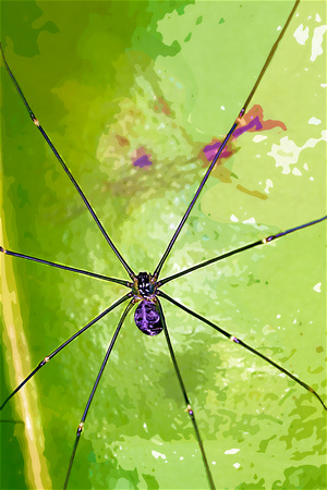 Long-legged Spider