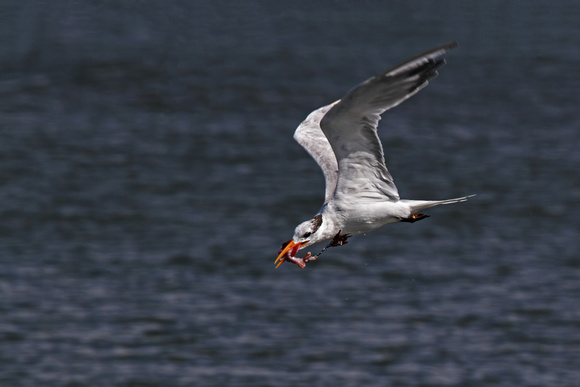 Royal Tern Fishing