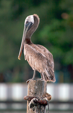 Browon Pelican, Pelícano Pardo