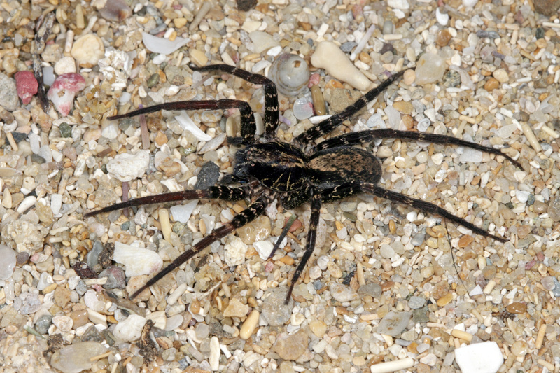 Puerto Rico Wildlife: Alfredo Colón | Wolf Spiders, Lycosidae