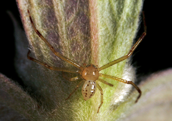 Crab Spider, Araña Cangrejo