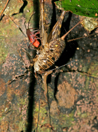 Insect Feeding on Dead Cricket