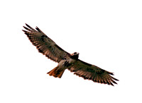 Red-tailed Hawk, Guaraguao