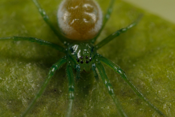 Green Spider