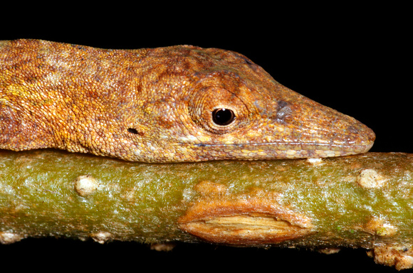 Lizard, Puerto Rican Bush Anole