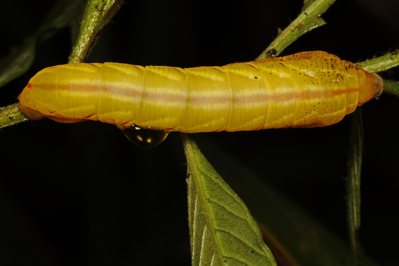 Sphynx Moth Caterpillar
