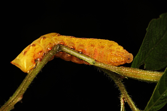 Sphynx Moth Caterpillar