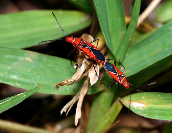 Mating Bugs