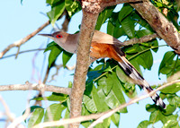 Puerto Rican Lizard-Cuckoo, Pájaro Bobo Mayor