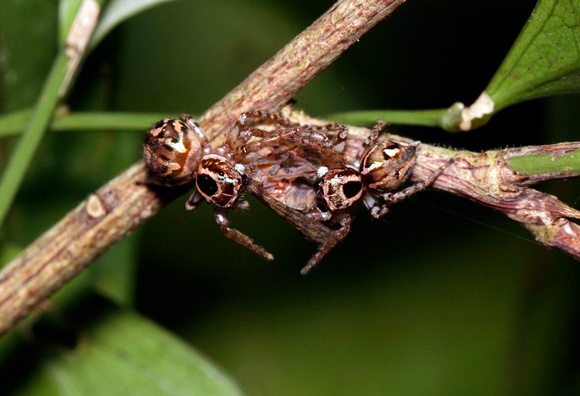Two Jumping Spiders Feeding at Once