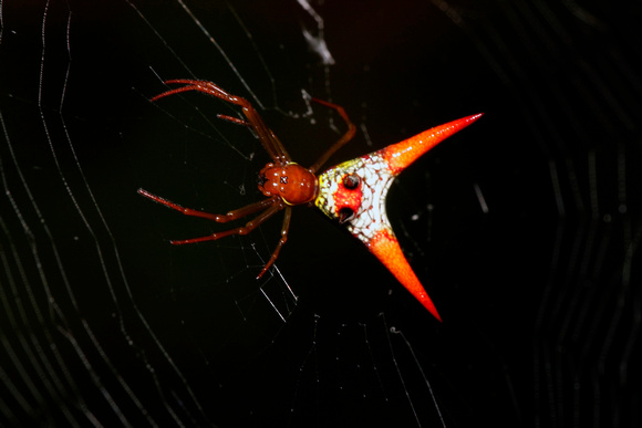 Puerto Rican Spiny Orb Weaver