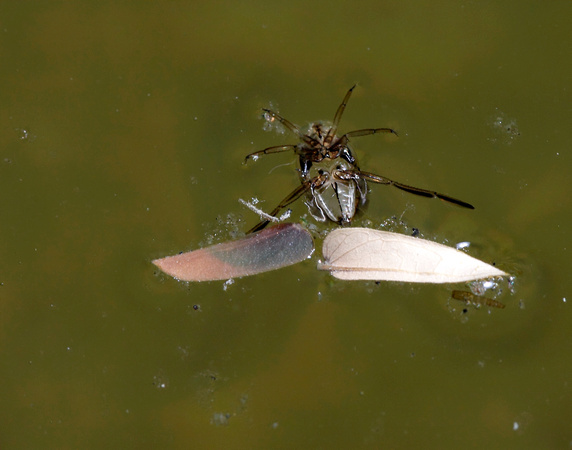 Swimming Upsidedown Insect